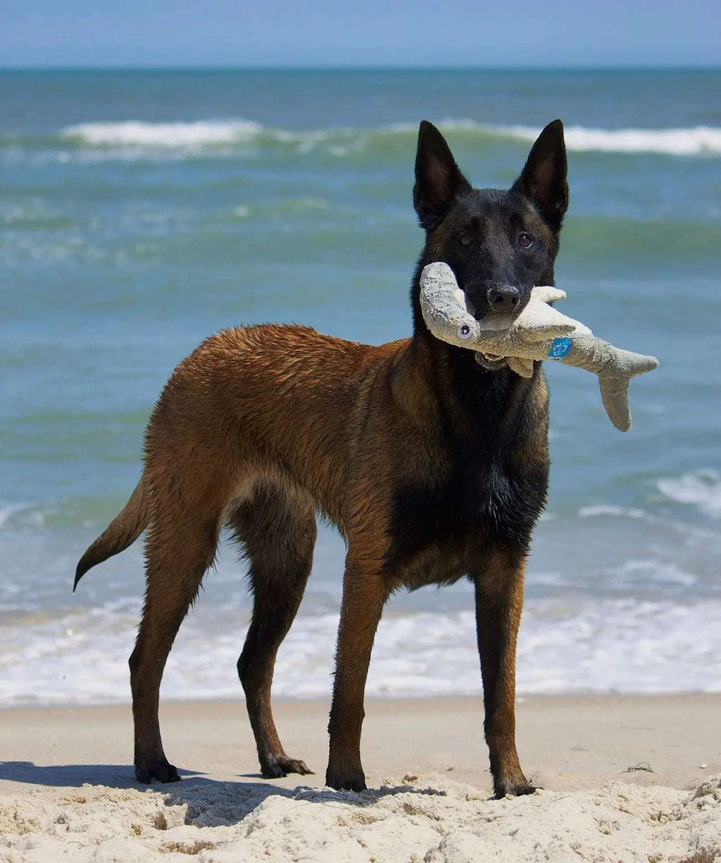 🌍 Clean Earth Plush Toys – Eco‑Friendly Dog Toys Made from Recycled Plastic