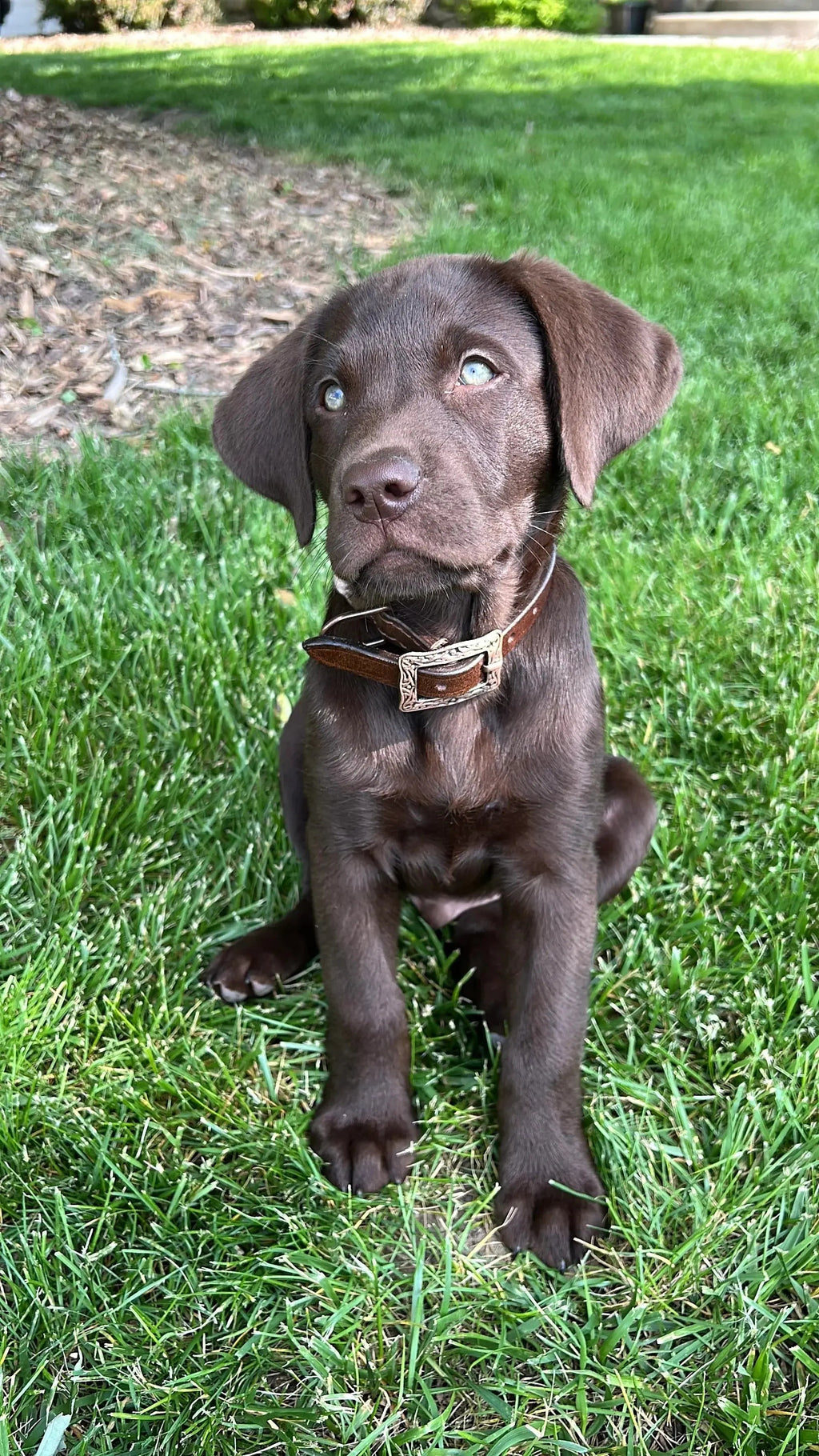 Corded Leather Dog Collar - Tan/Black