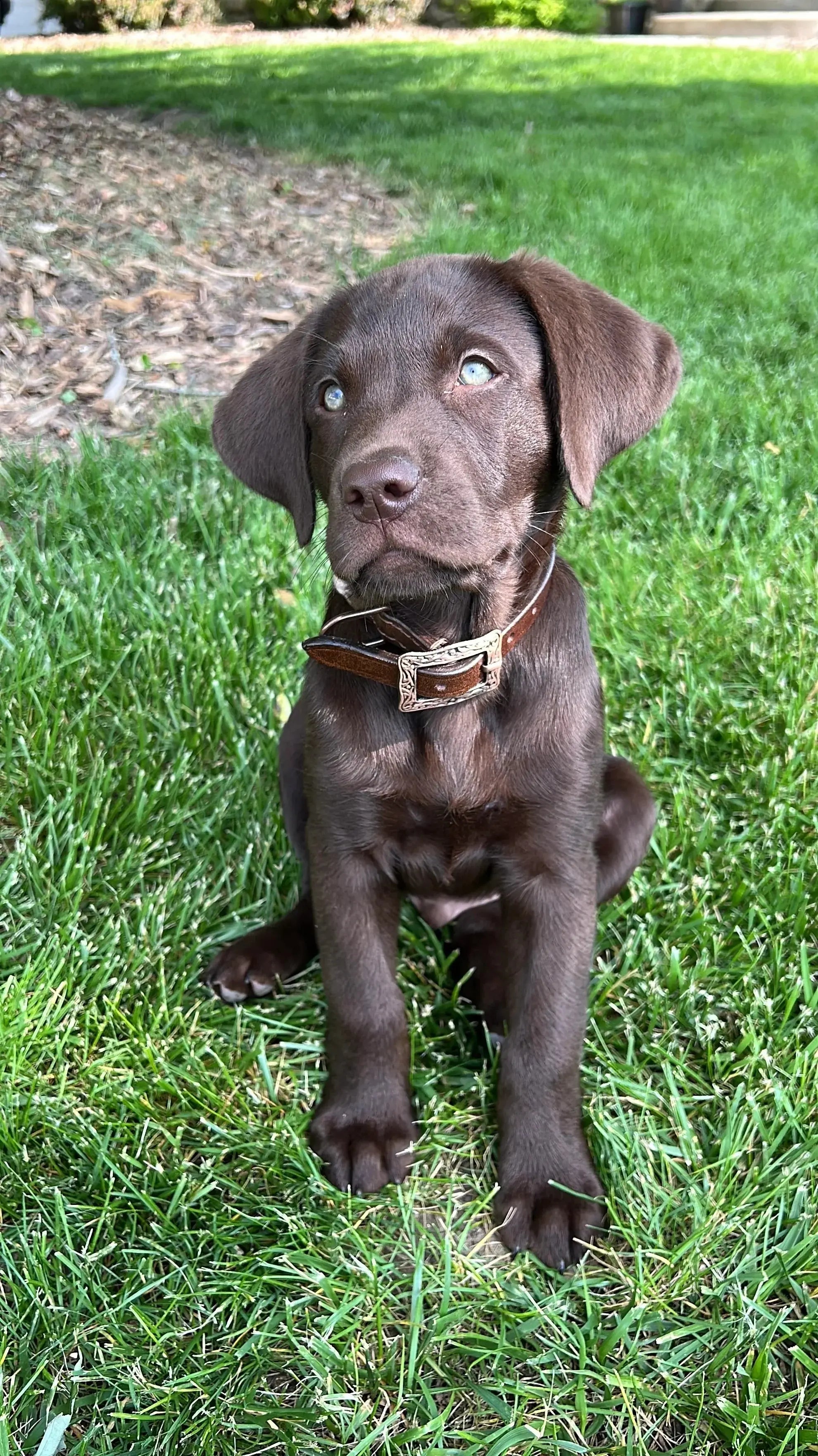 Corded Leather Dog Collar - Tan/Black