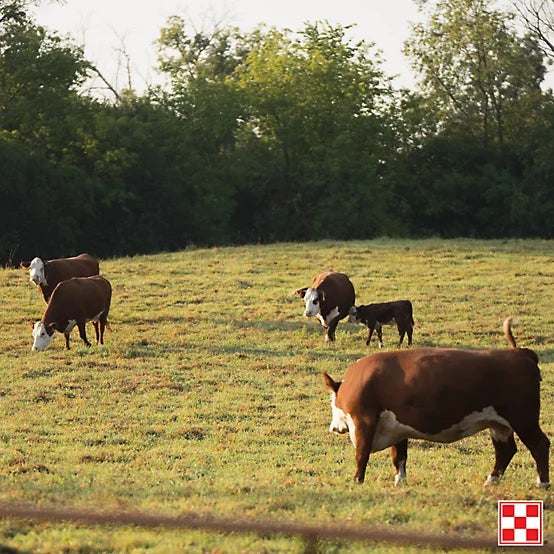 Purina Ranch Hand 20% Cattle Cubes - 50lb - MASCARROTE