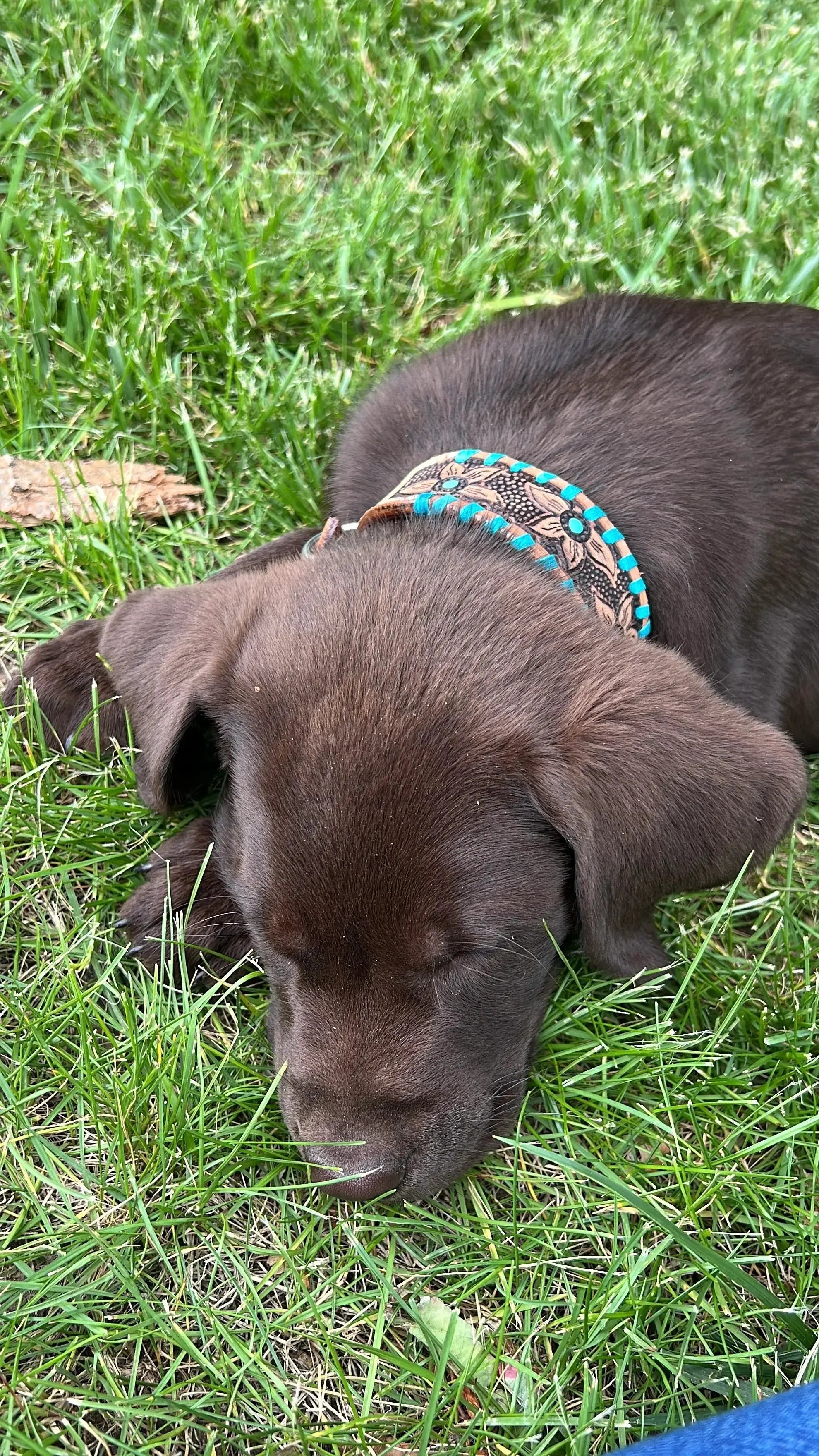 Genuine leather dog collar with teal rawhide