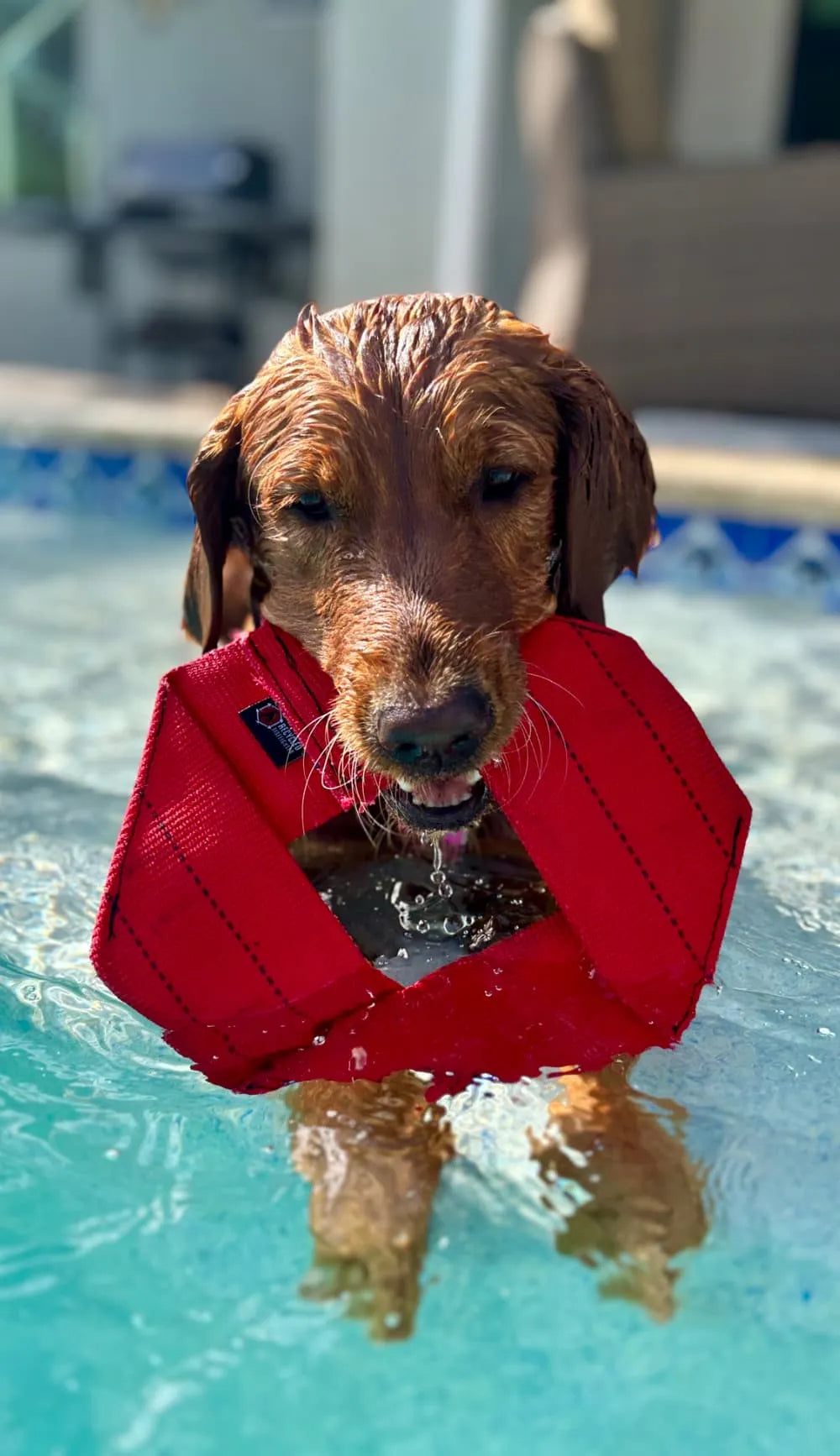 Fire Hose Dog Frisbee