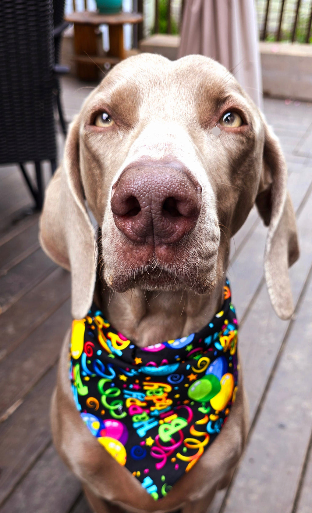 Birthday bandanas