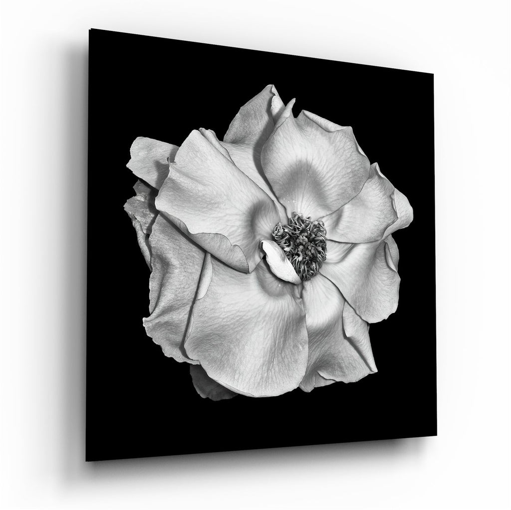 Monochrome White Rose Glass Wall Art