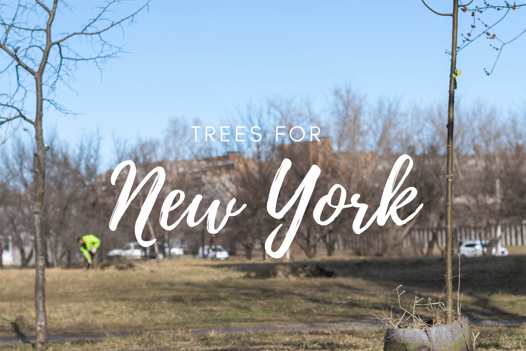 Plant a Tree for Someone in New York - Memorial & Tribute Trees