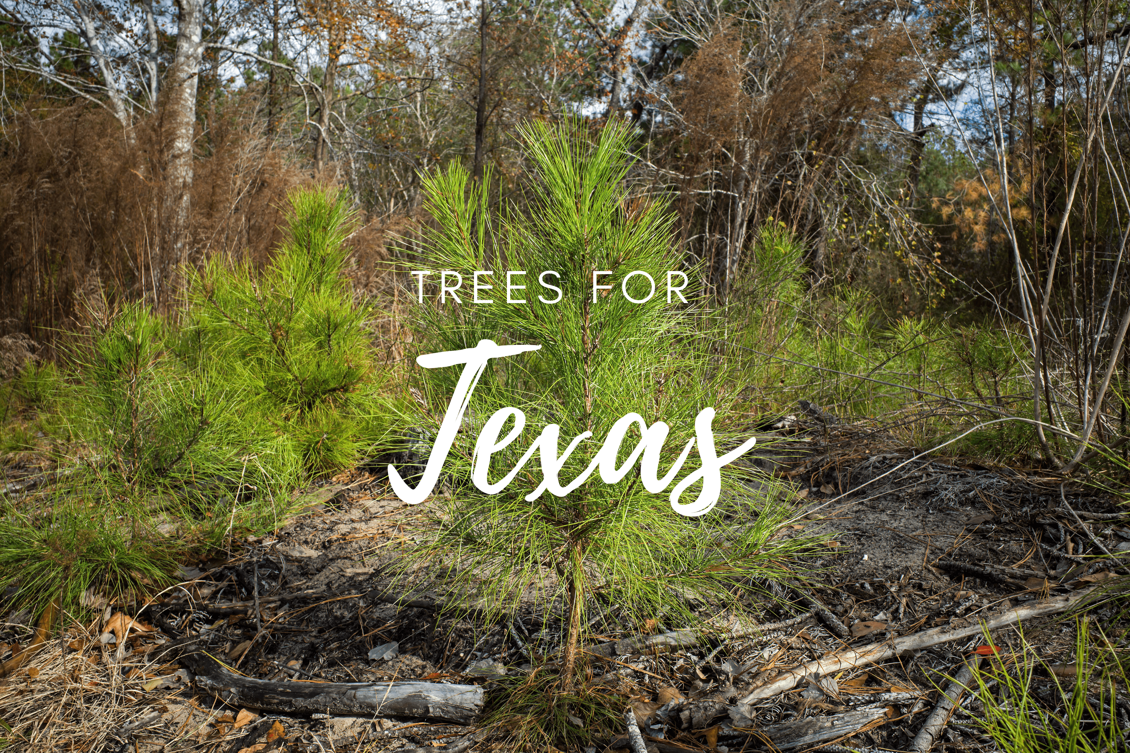 Plant a Tree for Someone in Texas - Memorial & Tribute Trees