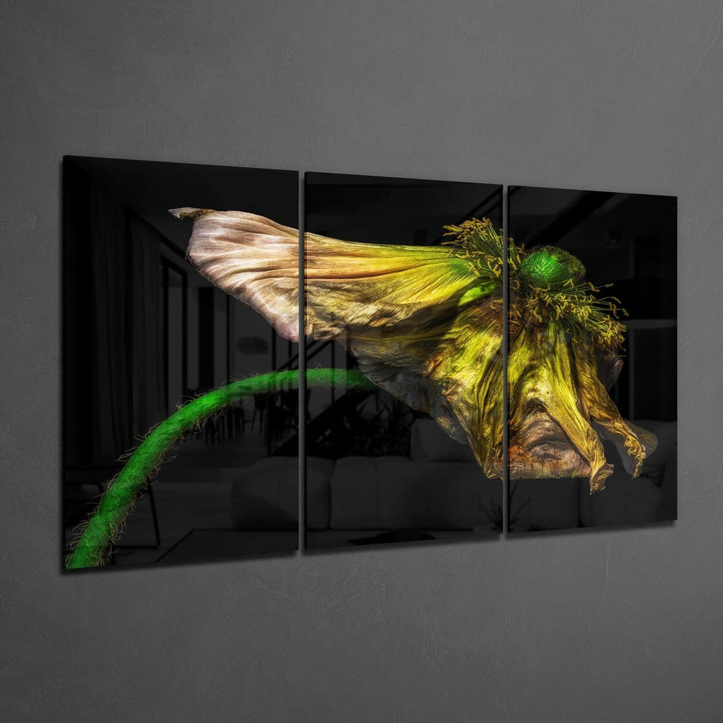 Wilting Yellow Poppy On Black Glass Wall Art