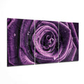 Dewdrop Purple Rose Triptych Glass Wall Art