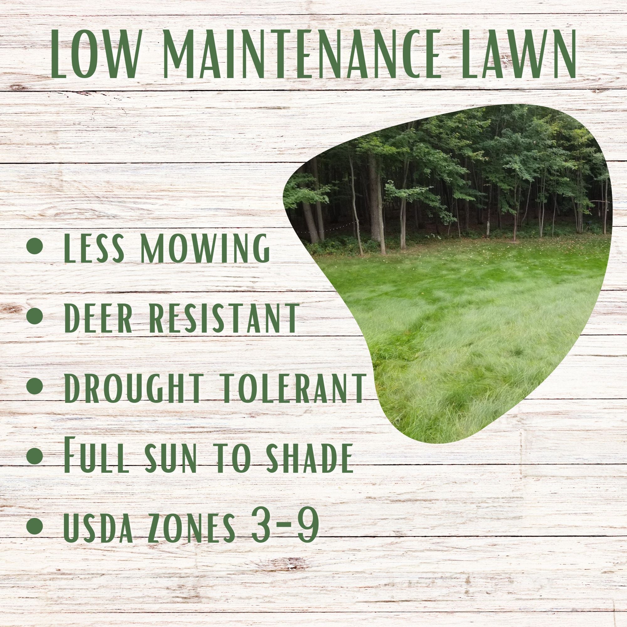 Simple Lawn Fine Fescue Grass Seed