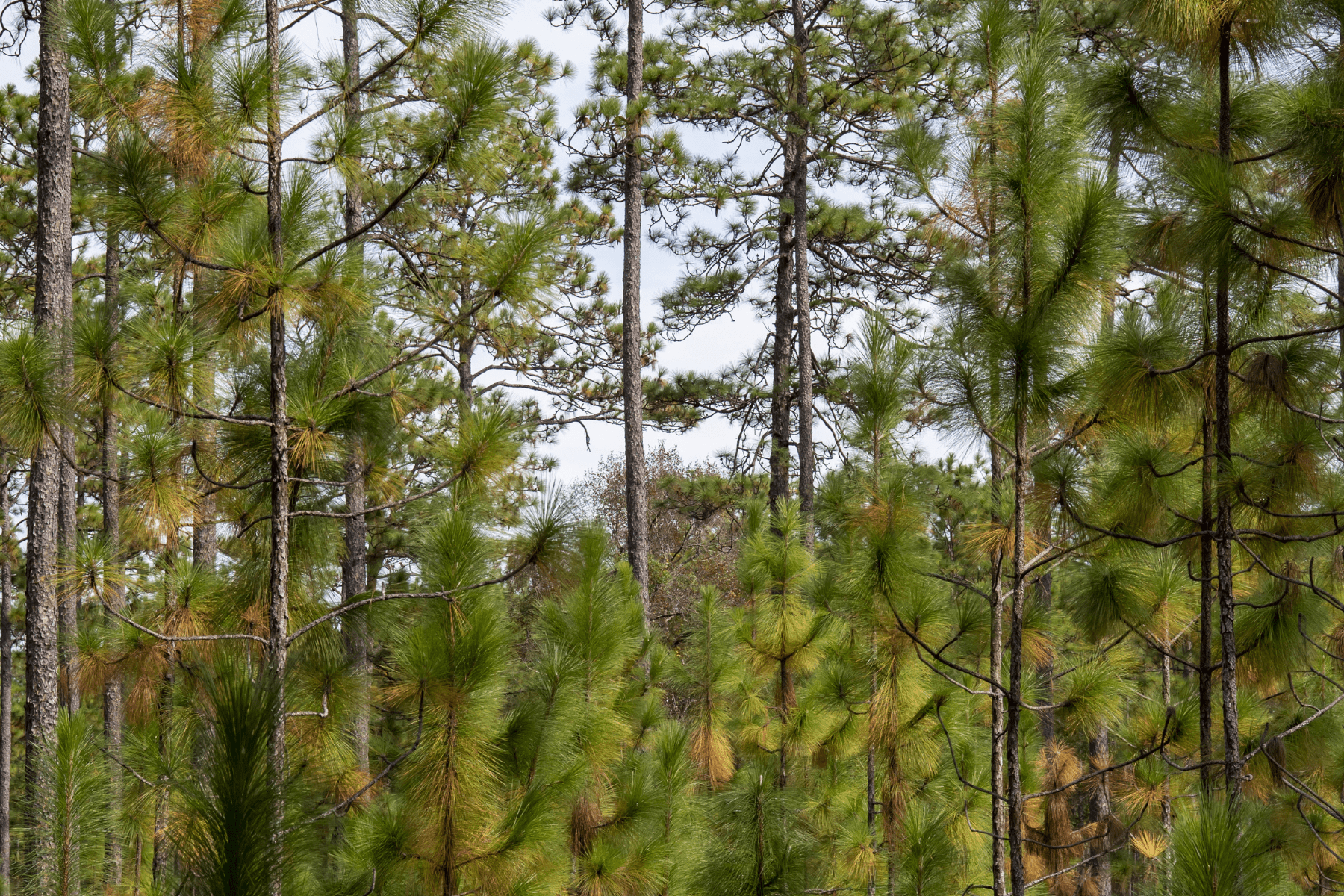 Plant a Tree for Someone in Alabama - Memorial & Tribute Trees