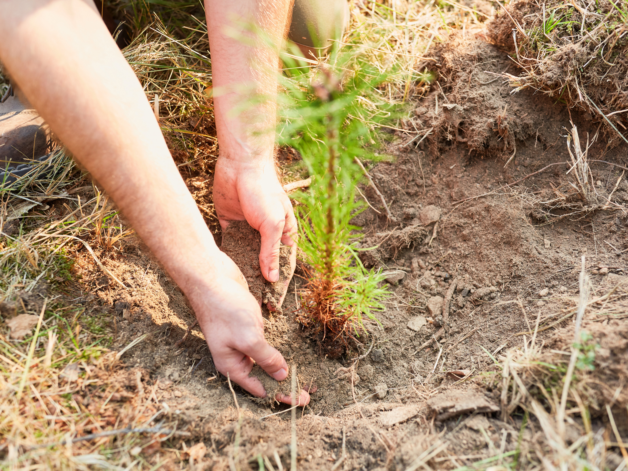 Plant a Tree for Someone in Oregon - Oregon Memorial Trees