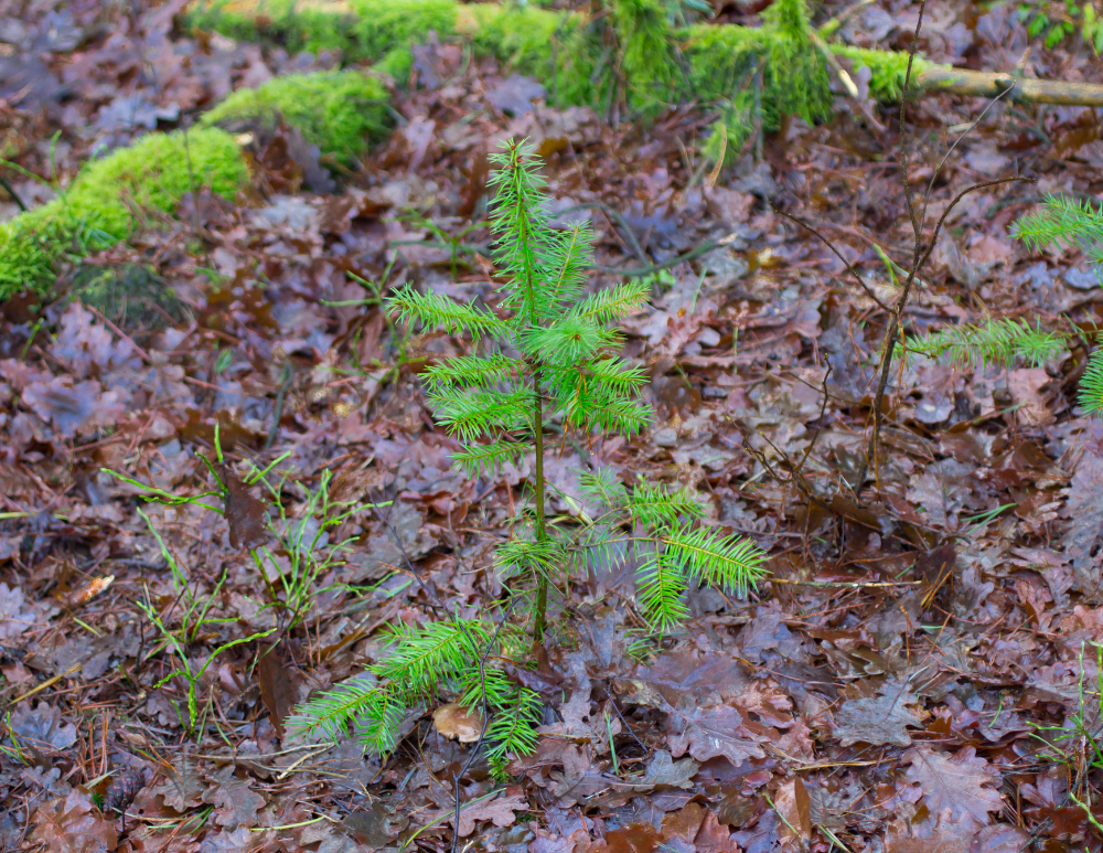 Plant a Tree for Someone in Vermont - Memorial & Tribute Trees
