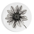 Monochrome Gazania Daisy Glass Wall Art
