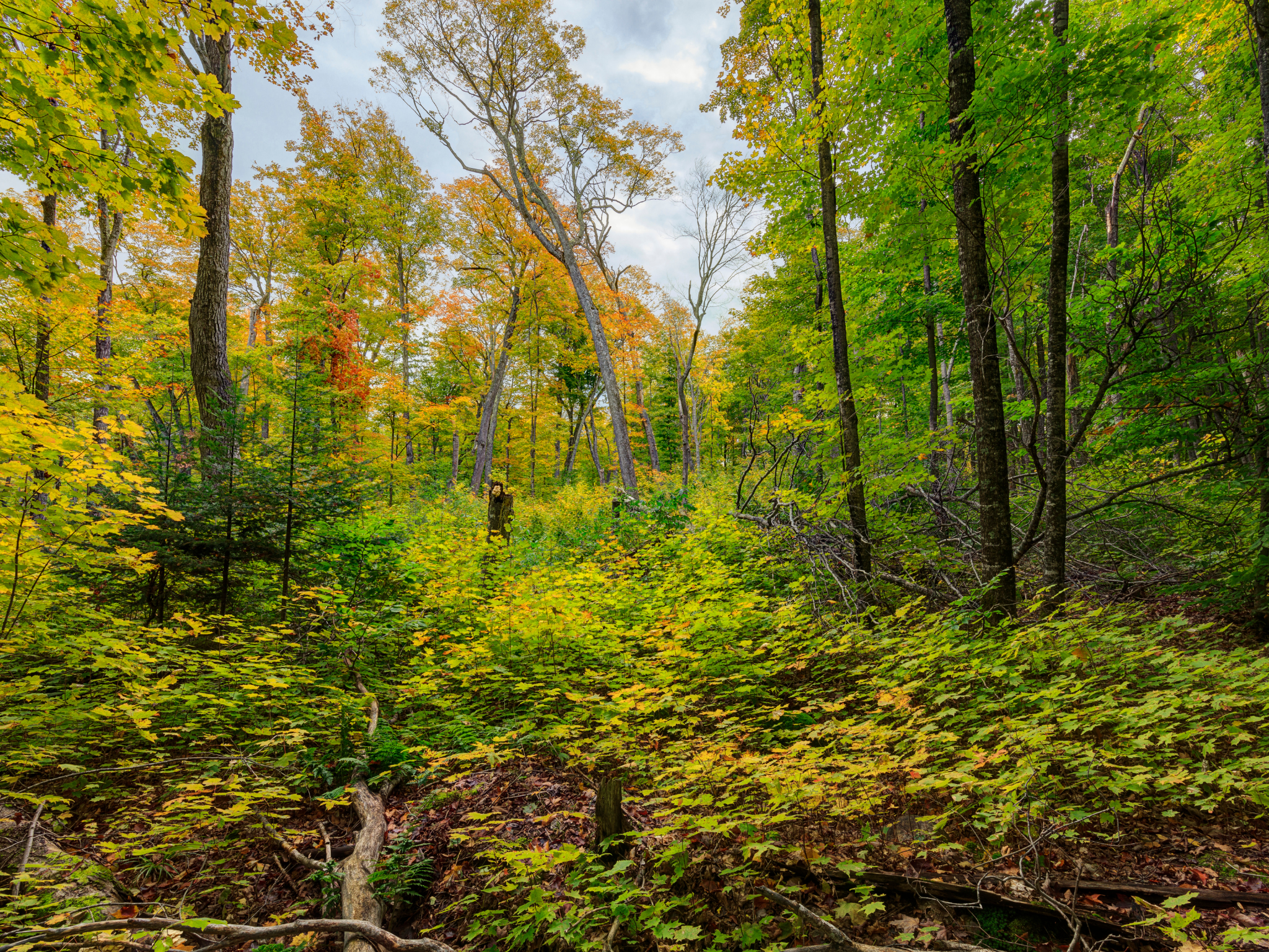 Plant a Tree for Someone in Michigan - Memorial & Tribute Trees