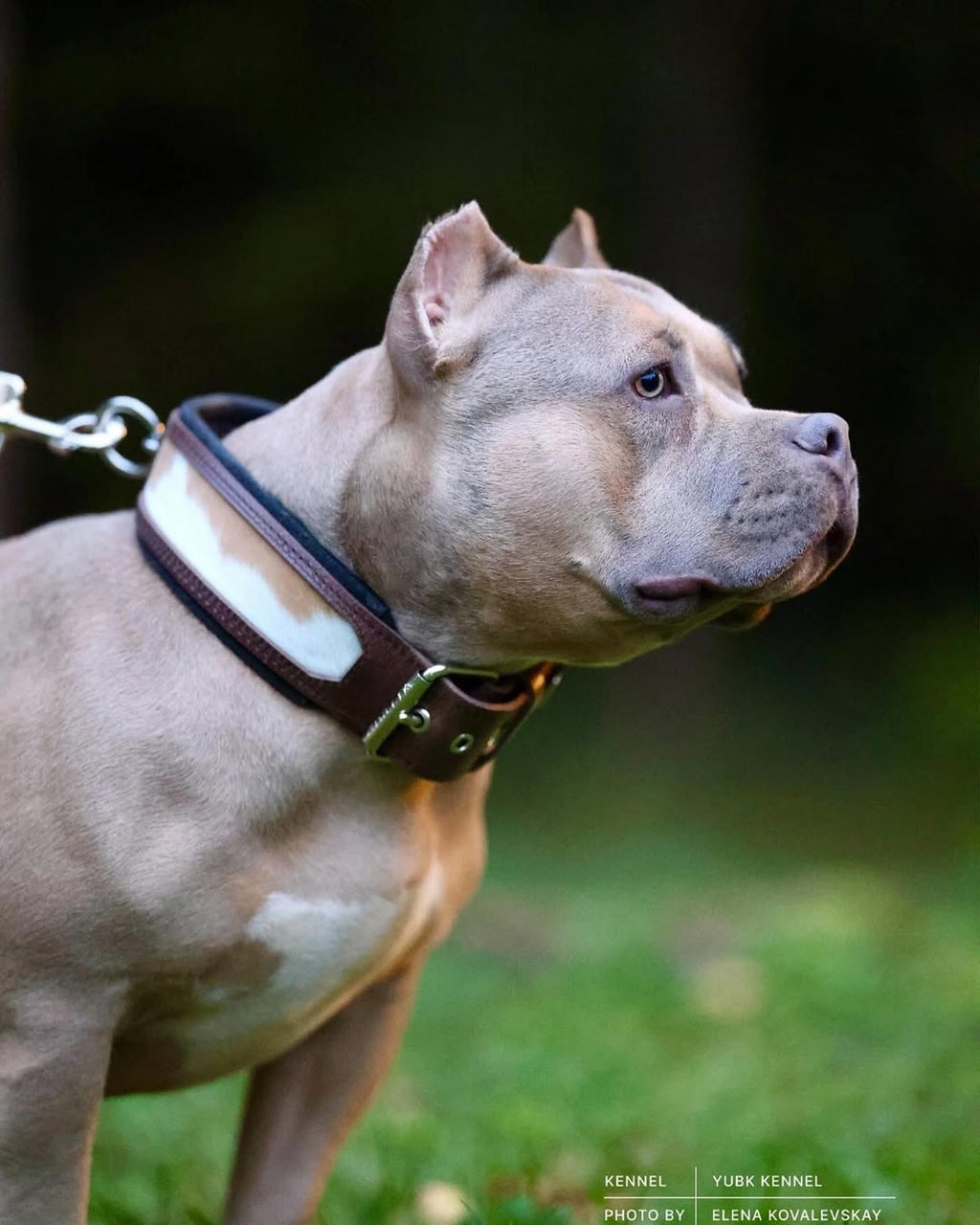 "Buffalo" collar
