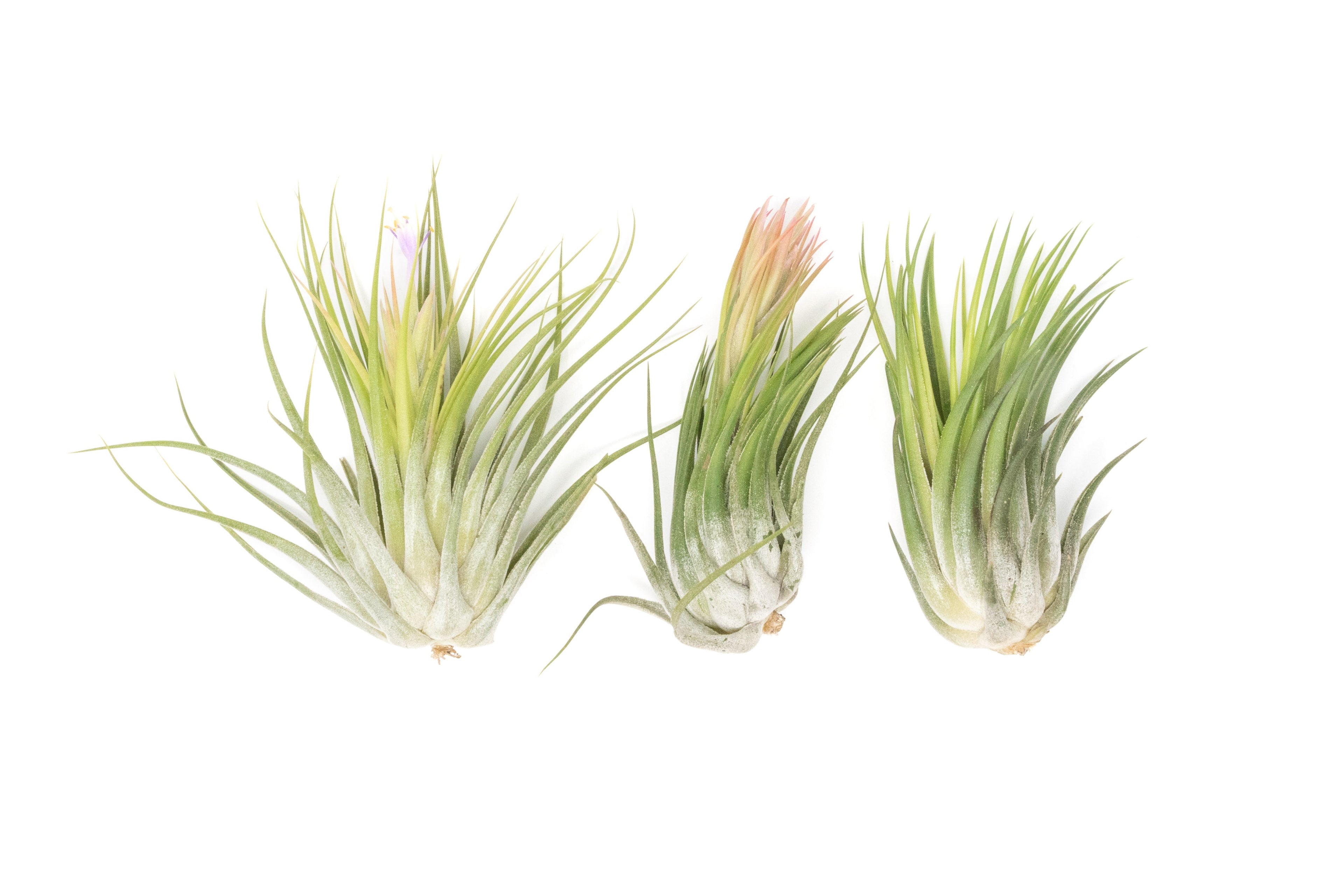 SALE - XL Tillandsia Ionantha Scaposa - Set of 5 or 10