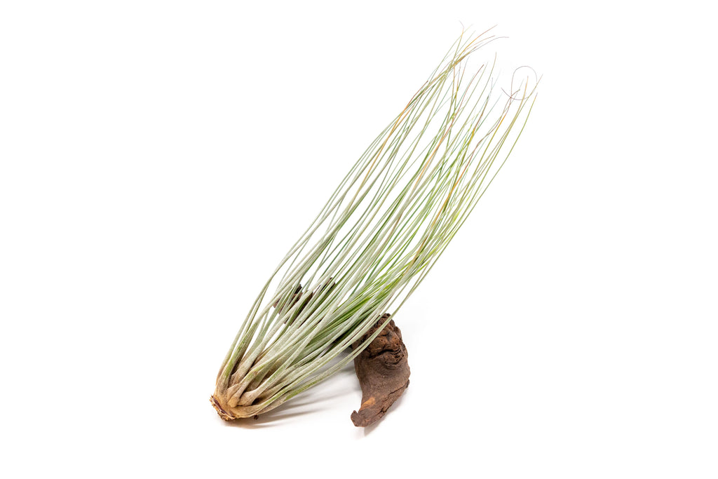 Large Tillandsia Air Plant Variety - Set of 10, 15, or 20 - 40% Off