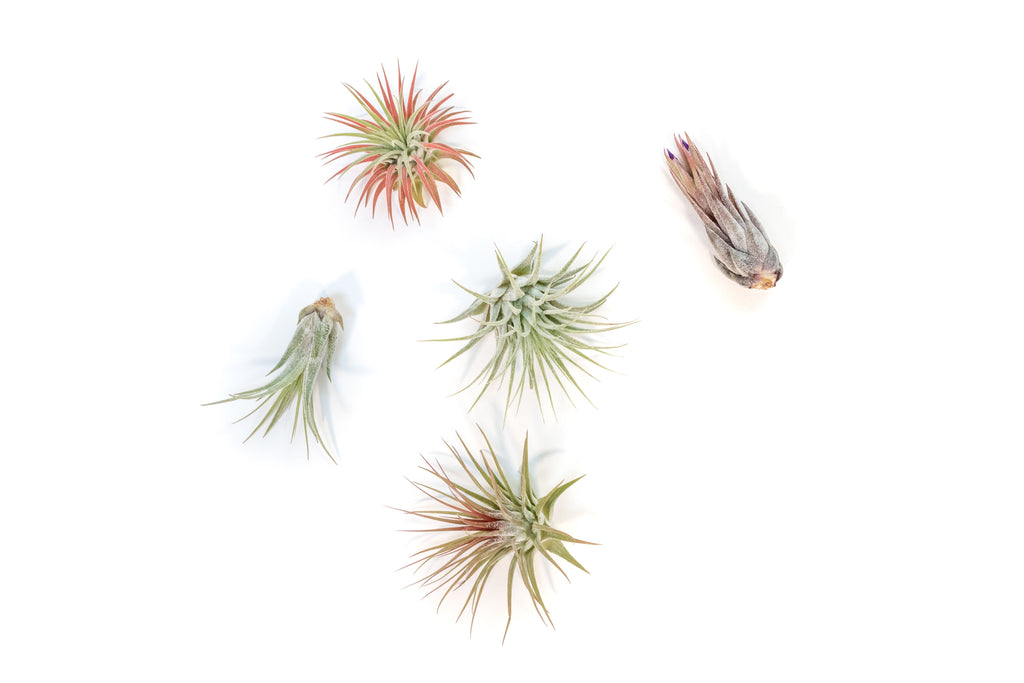 Tillandsia Ionantha Air Plant Variety