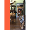 Taxidermy - Hardcover