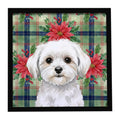 Maltese Christmas PoinsettIas Framed Metal Print Bathroom, Kitchen, Office, Home Decor Wall Art Ready to Hang, Square, 8X8
