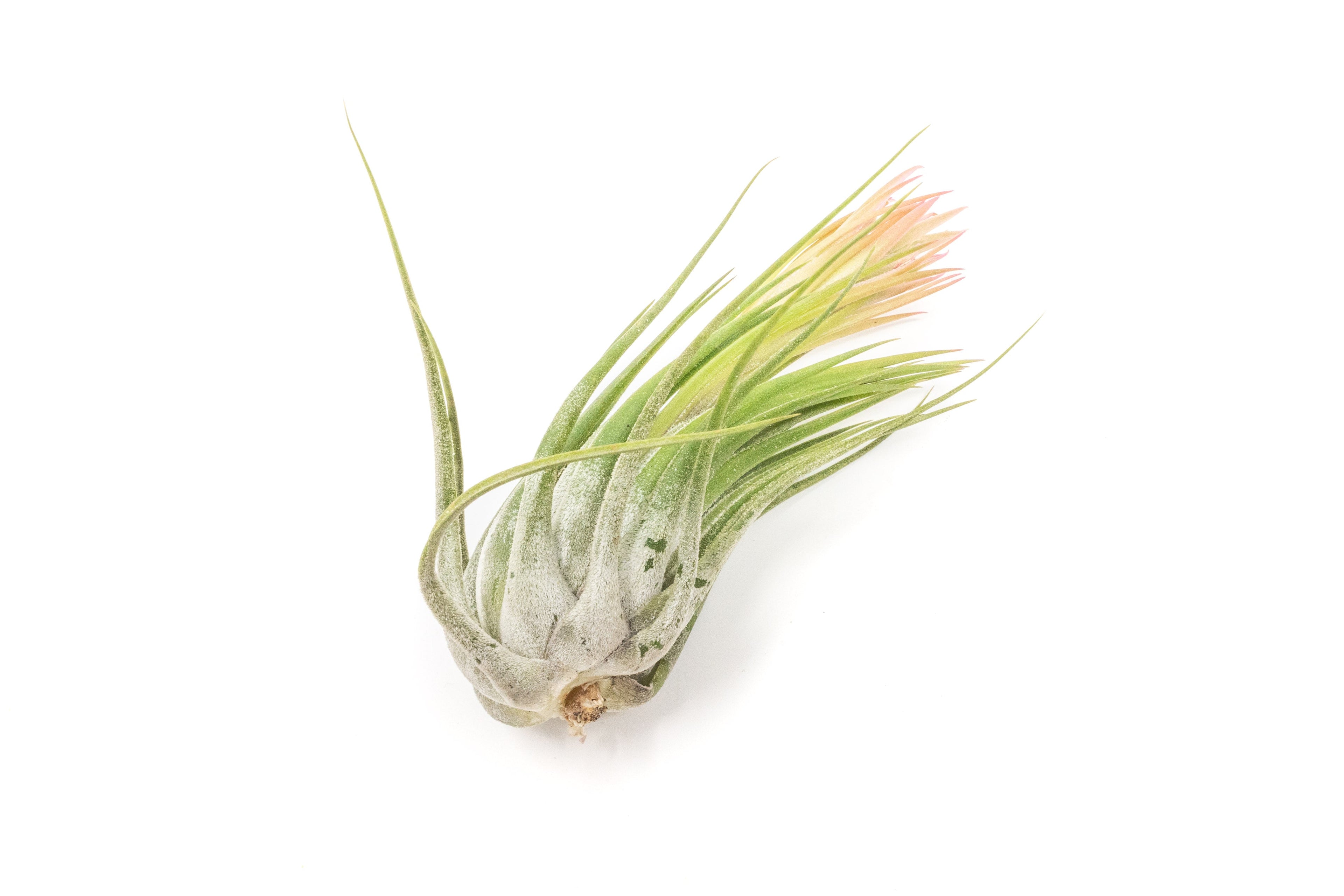 Large Tillandsia Ionantha Scaposa