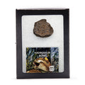 Hadrosaur Bone