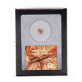 Oldest Earth - Jack Hills Zircon - Classic Riker Box Specimen