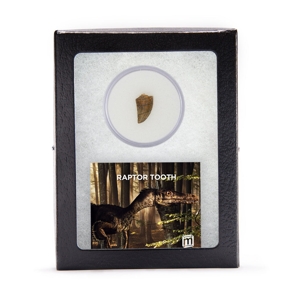 Raptor Tooth
