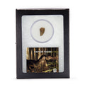 Raptor Tooth