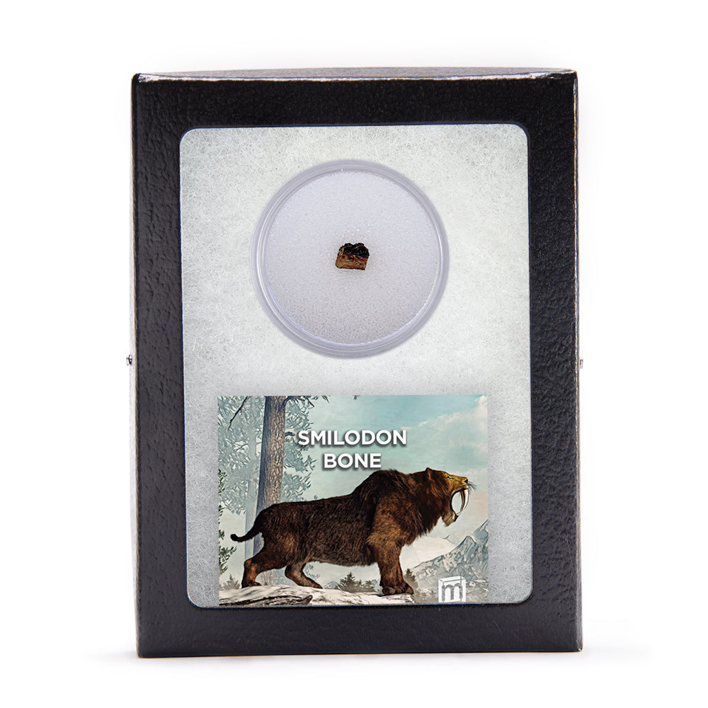Smilodon Bone