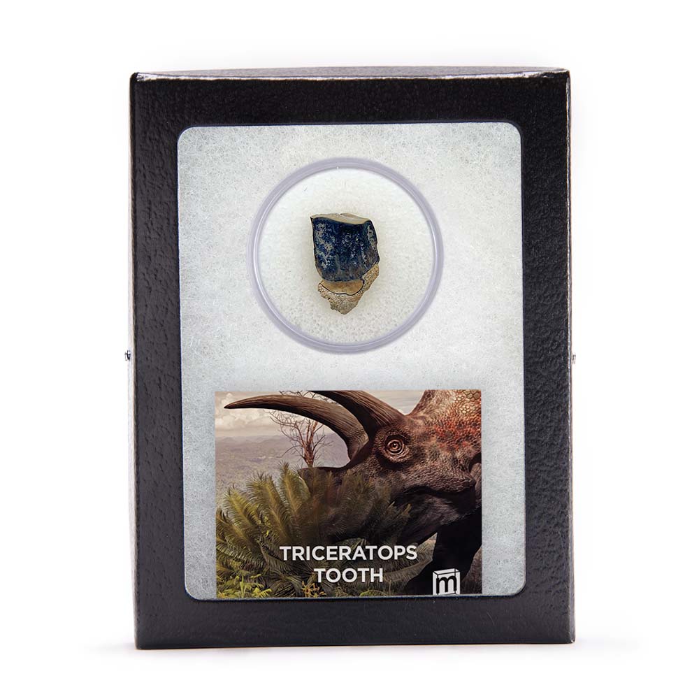 Triceratops Tooth
