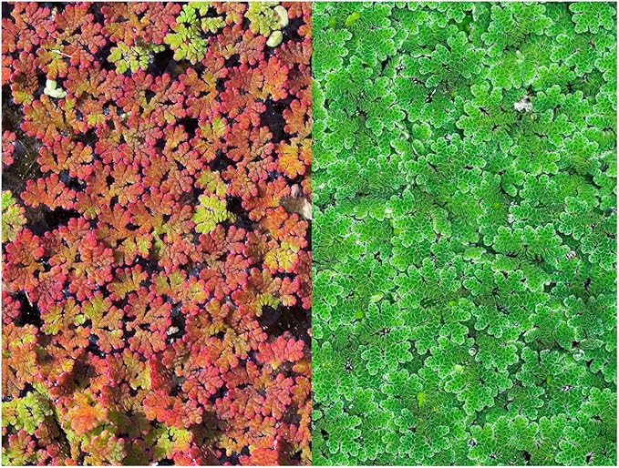 Azolla caroliniana 20 + Plants Live Floating Pond Plant Mosquito Fern Water Velvet Fairy Moss Aquarium Outdoor Ponds Fast Growth Outcompetes Algae Fish Food filiculoides - PhishStones Products