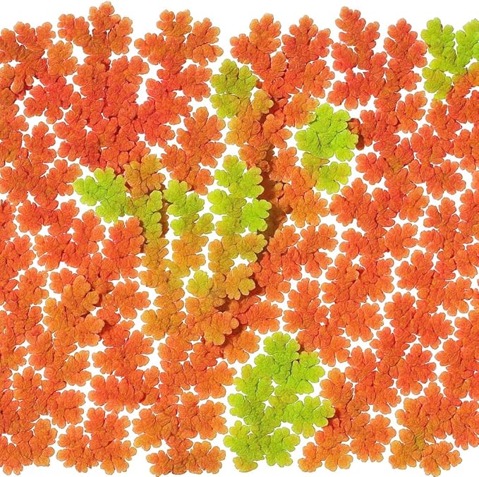 Azolla caroliniana 20 + Plants Live Floating Pond Plant Mosquito Fern Water Velvet Fairy Moss Aquarium Outdoor Ponds Fast Growth Outcompetes Algae Fish Food filiculoides - PhishStones Products