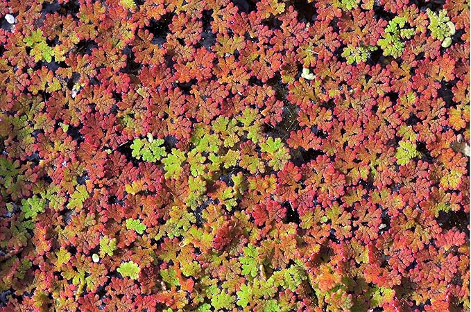 Azolla caroliniana 20 + Plants Live Floating Pond Plant Mosquito Fern Water Velvet Fairy Moss Aquarium Outdoor Ponds Fast Growth Outcompetes Algae Fish Food filiculoides - PhishStones Products