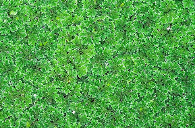 Azolla caroliniana 20 + Plants Live Floating Pond Plant Mosquito Fern Water Velvet Fairy Moss Aquarium Outdoor Ponds Fast Growth Outcompetes Algae Fish Food filiculoides - PhishStones Products