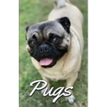Pugs Photo Book for Writing and Note Taking: Writing Pad with Pug Pictures, Dog Lover Gifts - Paperback