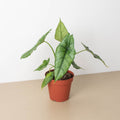 Alocasia 'Dragons Breath'