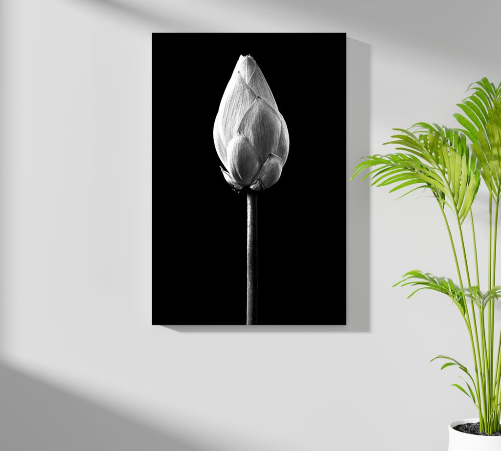 Black and White Lotus Bud Close Up Aluminum Print
