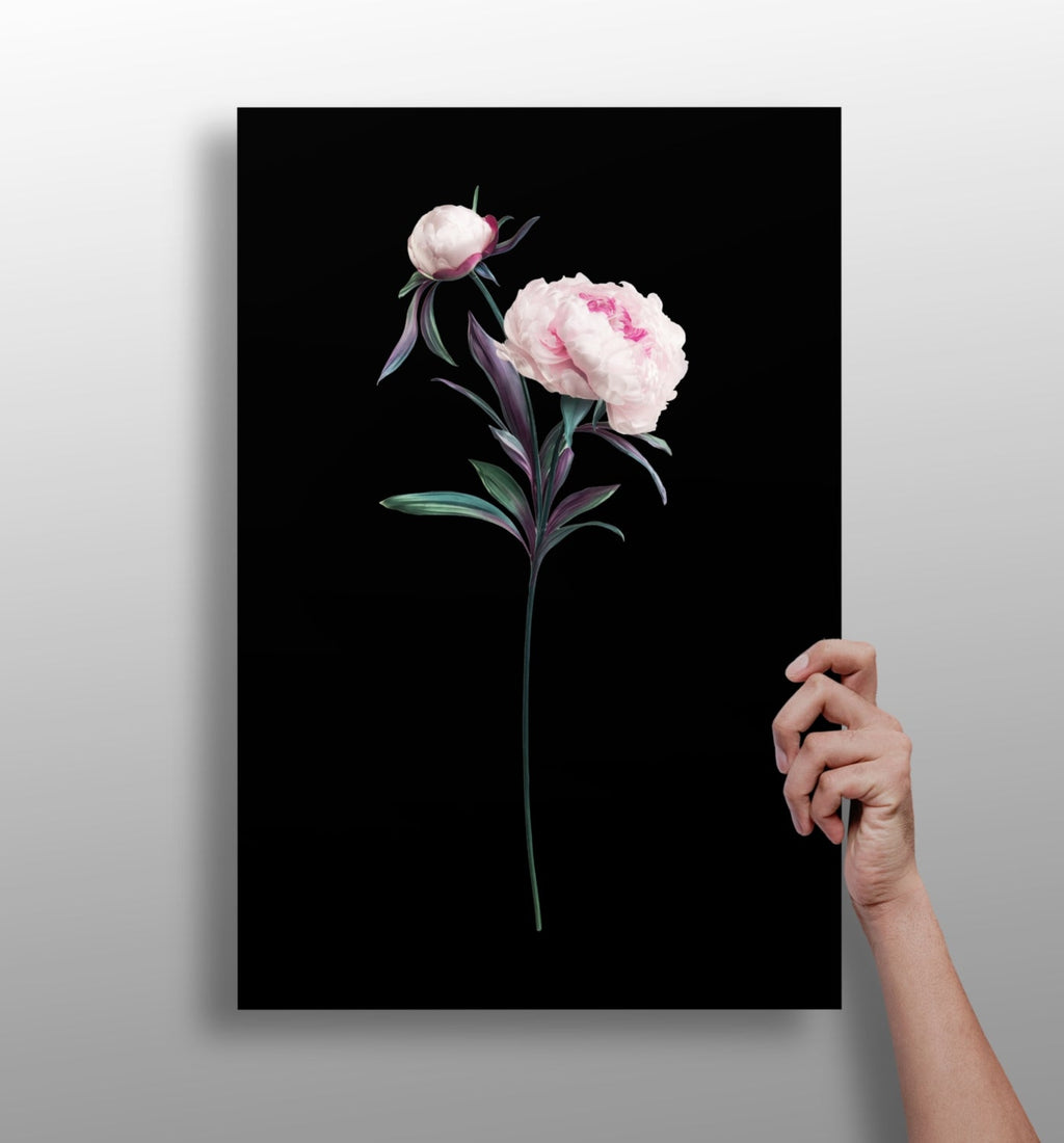 Pink Peony Stem on Black Backdrop Aluminum Print