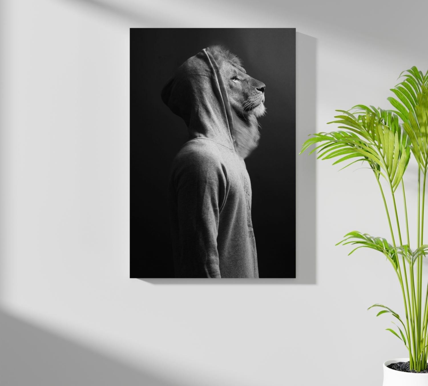 Lion in Hoodie Black White Aluminum Print