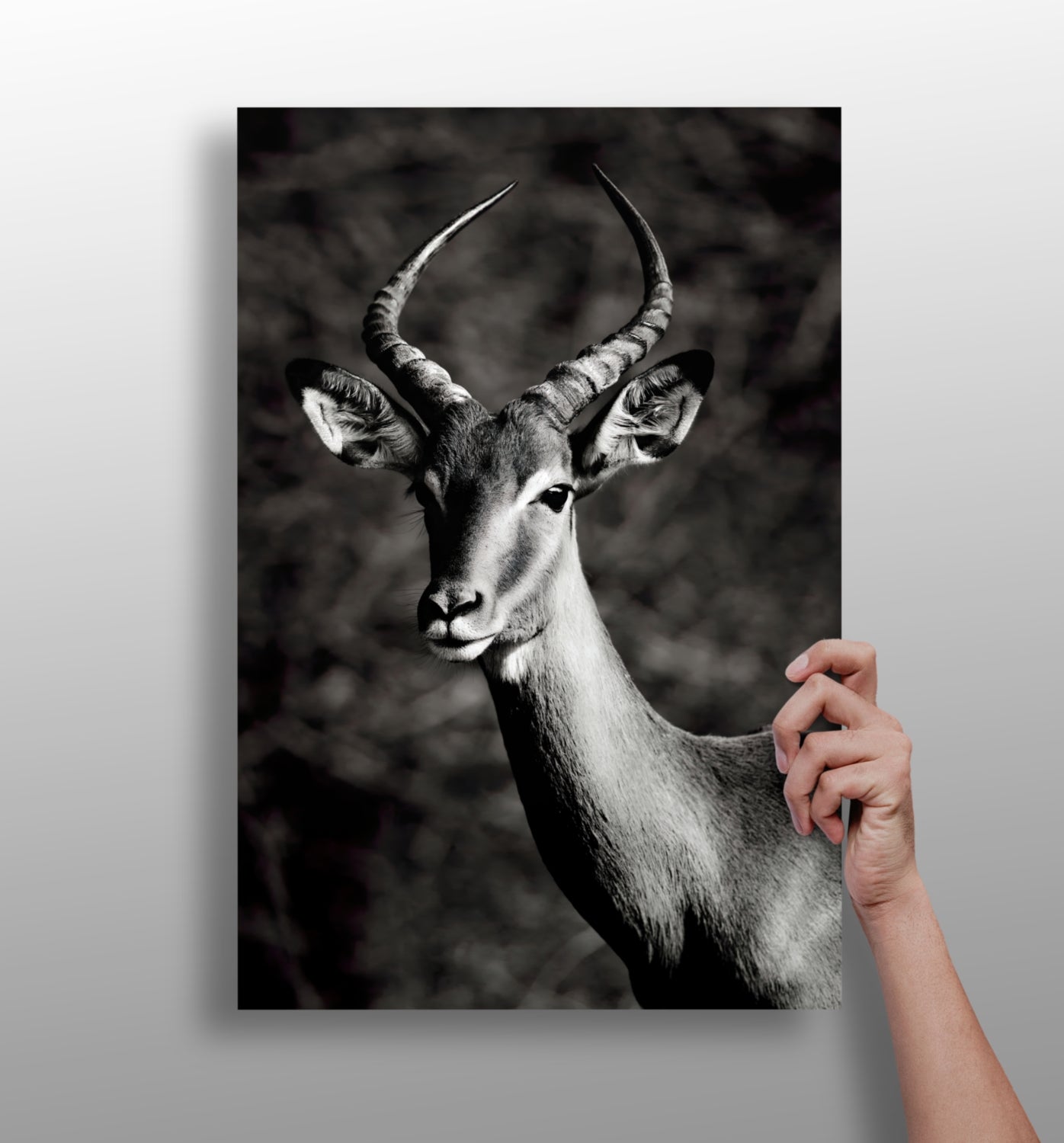 Black And White Impala Antelope Aluminum Print