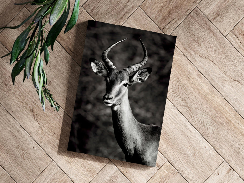 Black And White Impala Antelope Aluminum Print