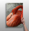 Preening Flamingo Close Up Aluminum Print