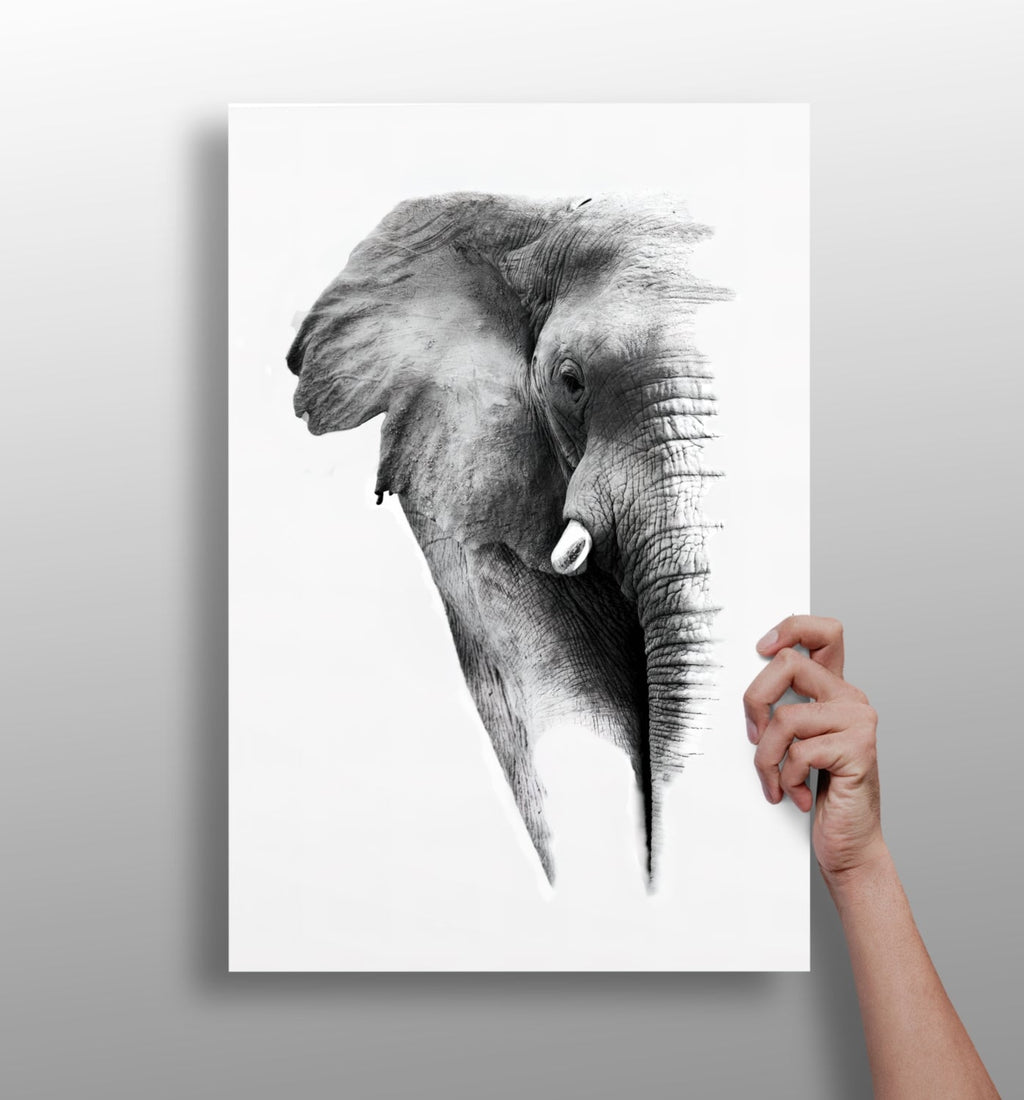 Soft Pencil Sketch Fading Elephant Head Aluminum Print