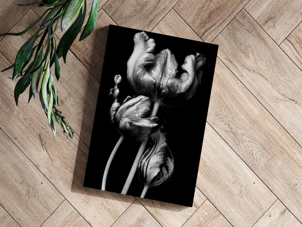 Silver Parrot Tulips Noir Aluminum Print