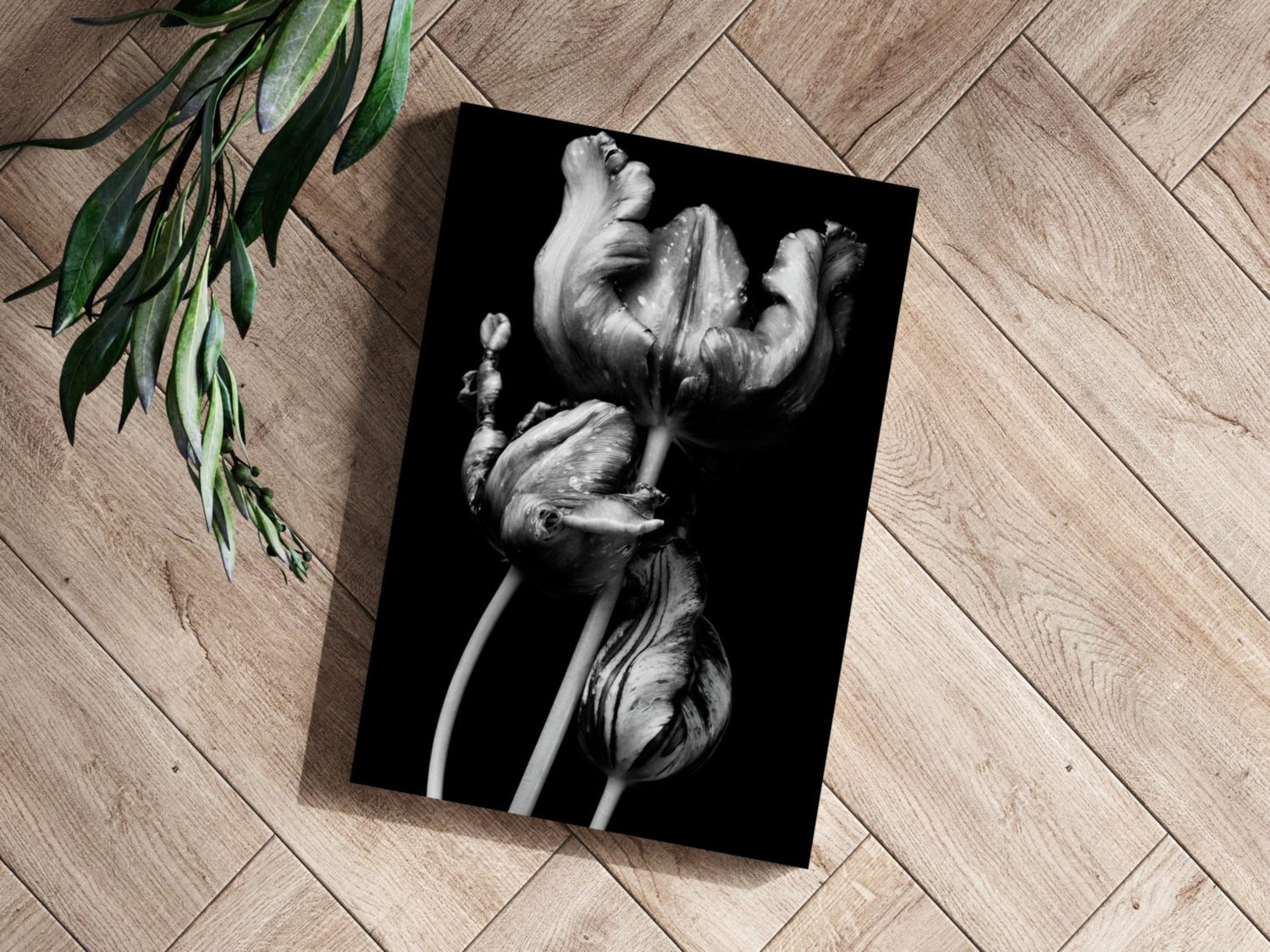 Silver Parrot Tulips Noir Aluminum Print