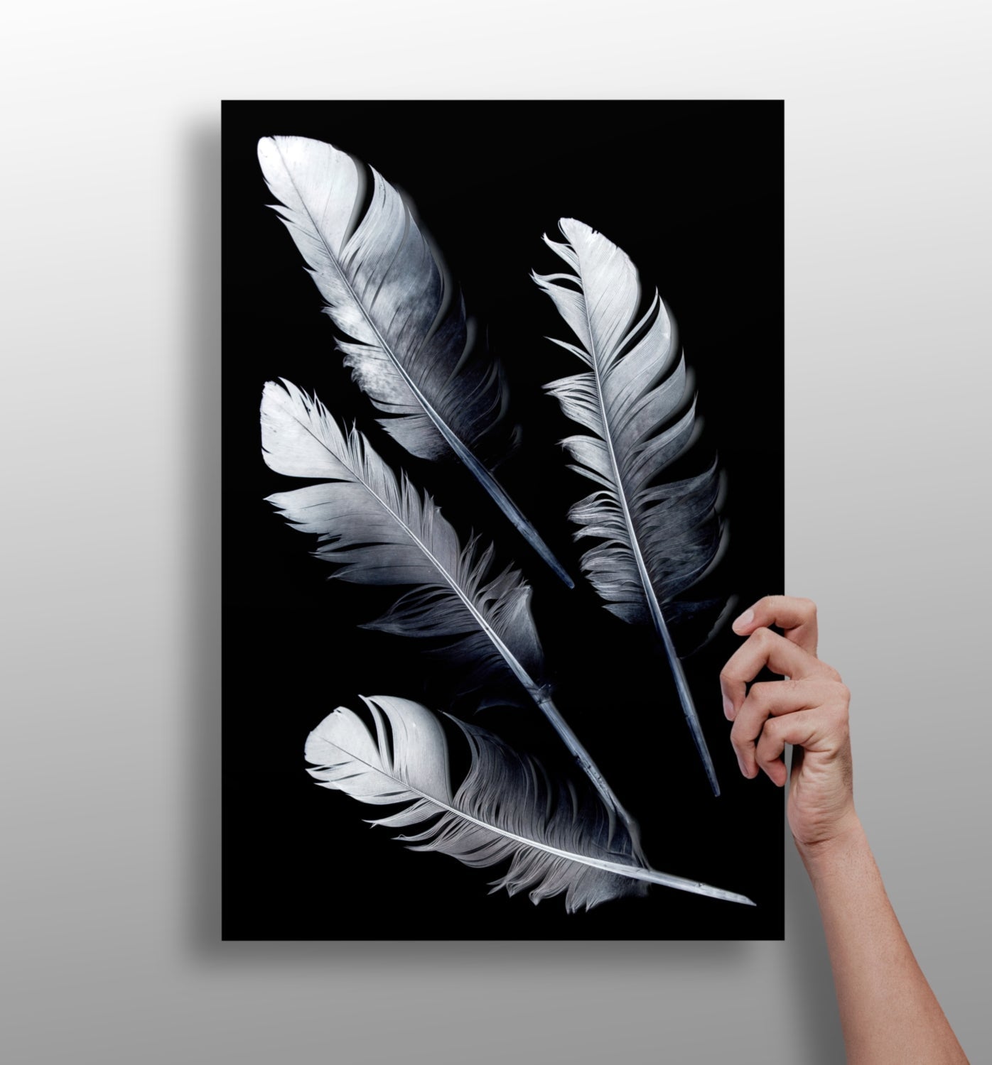 Four Silver Quill Feathers Black Aluminum Print