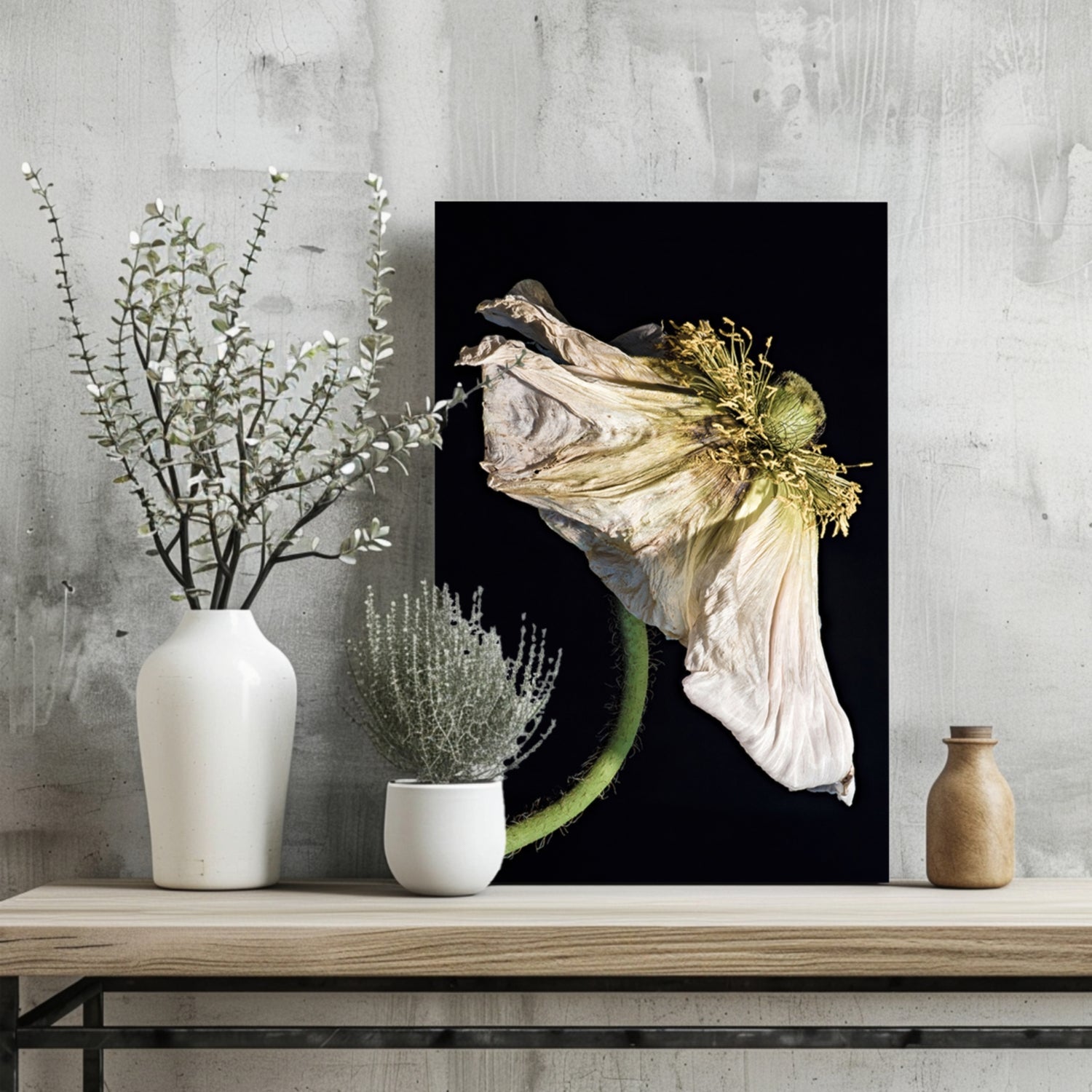 Wilted White Poppy on Black Aluminum Print