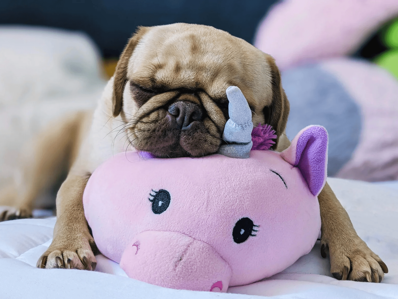 BOGO! Small Squishy Cuddlers Super Soft Plush Pet Toys: Squeak & NO Squeak