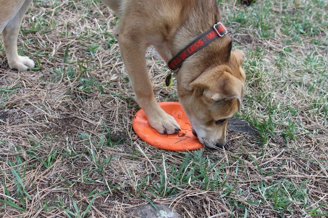 Bottle Top Flyer Rubber Frisbee for Dogs | Orange | Vet Approved | USA Made - PhishStones Products